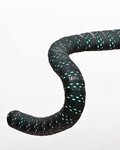 BIKERIBBON handlebar tape - DROPS - blue/black